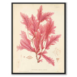 British Seaweeds 045 as a vintage illustration and poster from Historly – full image without white border