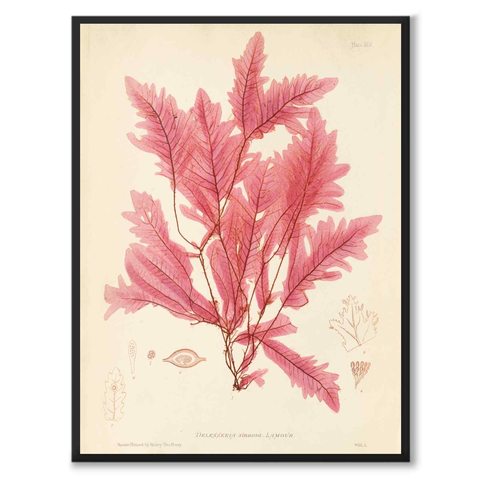 British Seaweeds 045 as a vintage illustration and poster from Historly – full image without white border