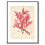 British Seaweeds 045 as a vintage illustration and poster from Historly – with white border without title
