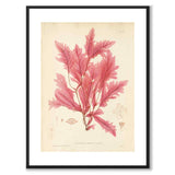 British Seaweeds 045 as a vintage illustration and poster from Historly – with white border without title