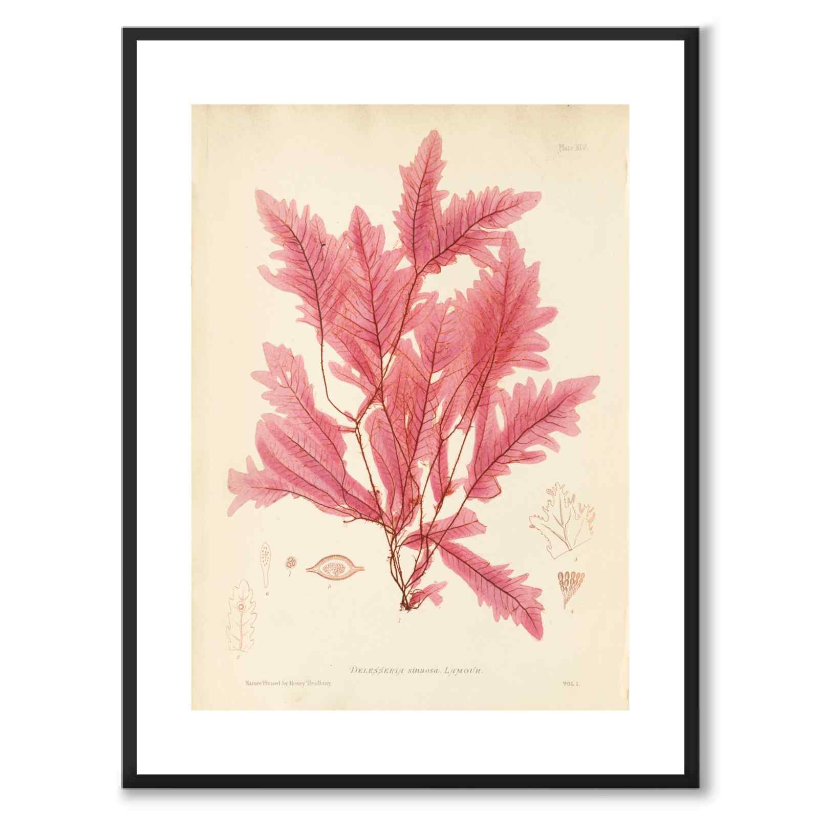 British Seaweeds 045 as a vintage illustration and poster from Historly – with white border without title