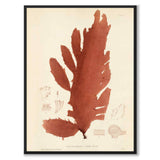 British Seaweeds 052 as a vintage illustration and poster from Historly – full image without white border