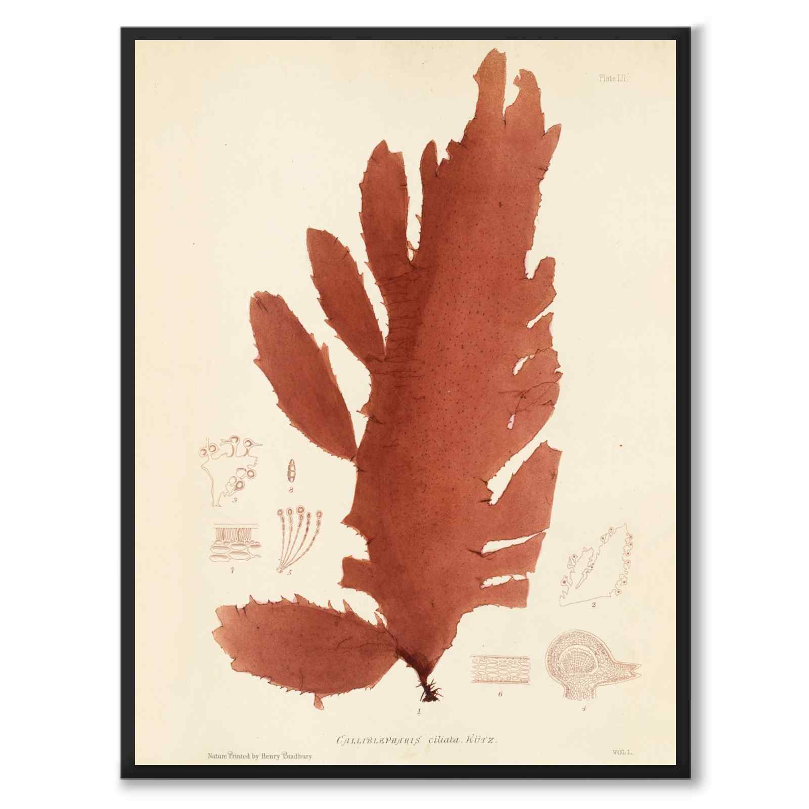 British Seaweeds 052 as a vintage illustration and poster from Historly – full image without white border