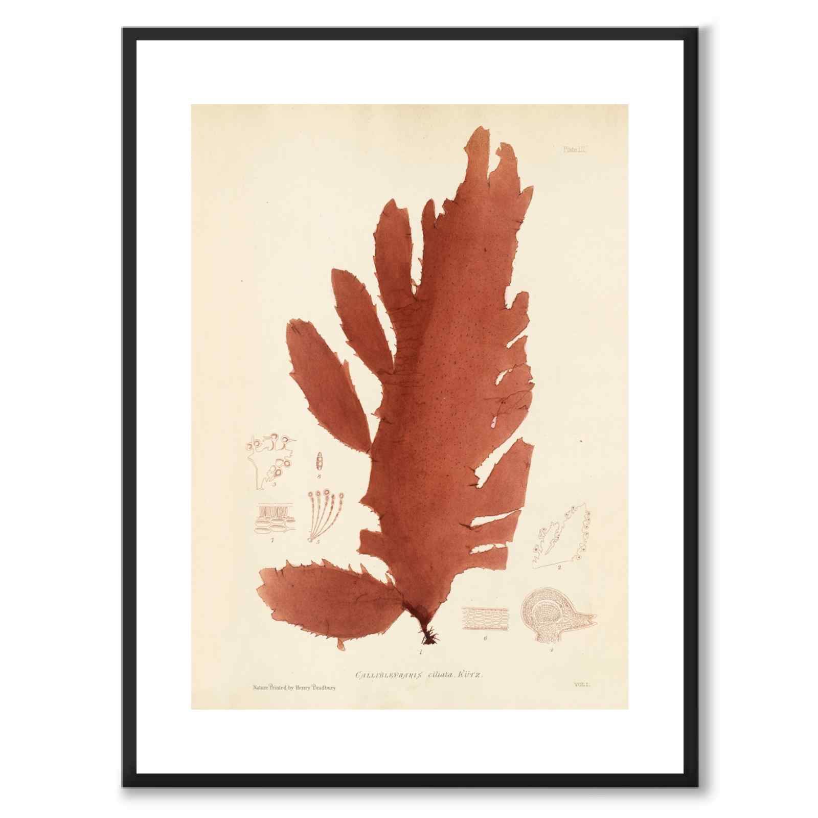British Seaweeds 052 as a vintage illustration and poster from Historly – with white border without title