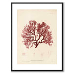 British Seaweeds 054 som vintageillustration och poster från Historly – med vit kant utan titel