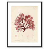 British Seaweeds 054 som vintageillustration och poster från Historly – med vit kant utan titel