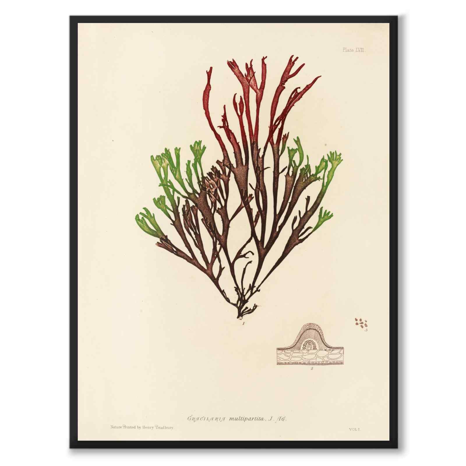 British Seaweeds 057 as a vintage illustration and poster from Historly – full image without white border