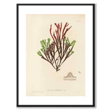 British Seaweeds 057 as a vintage illustration and poster from Historly – with white border without title