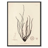 British Seaweeds 061 as a vintage illustration and poster from Historly – full image without white border