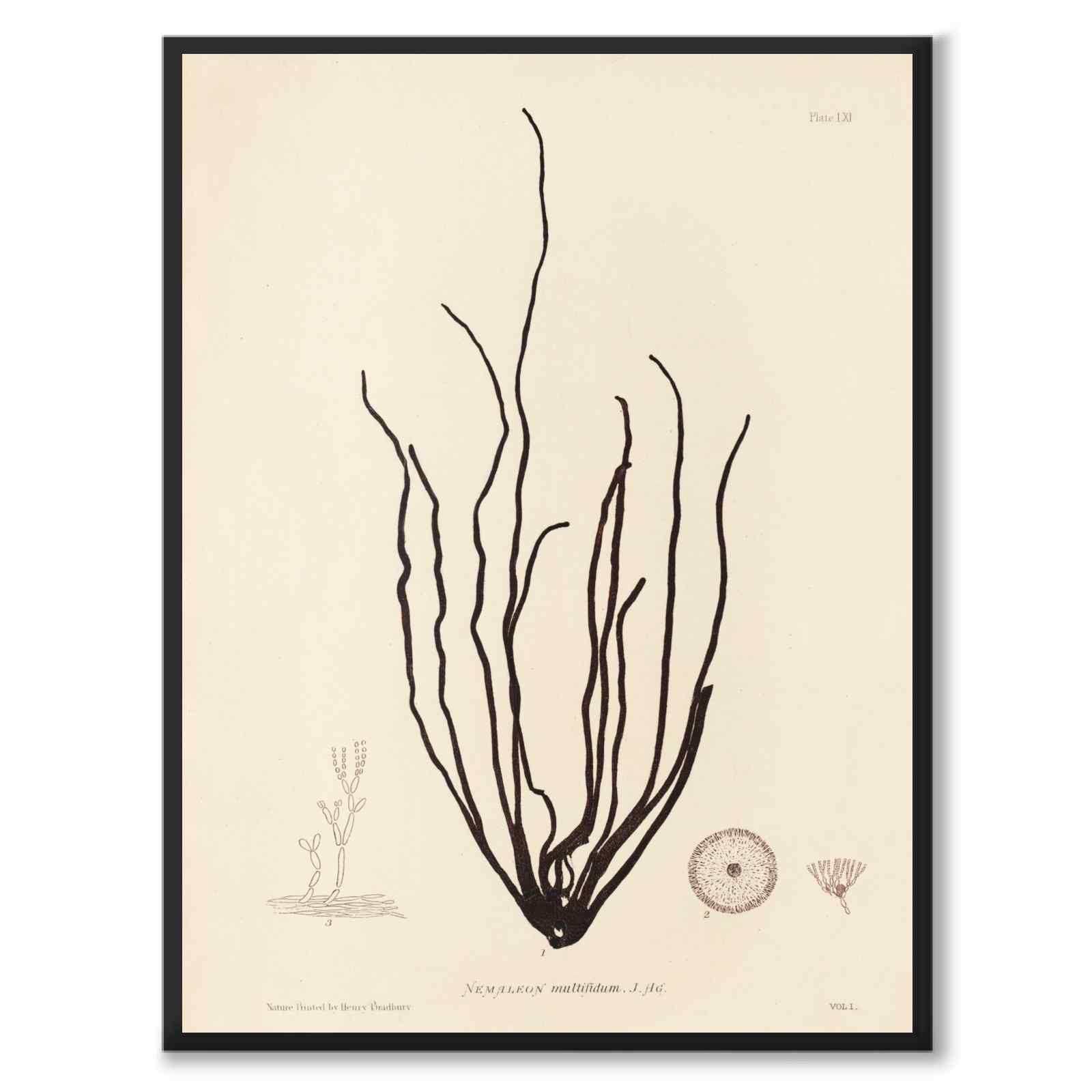 British Seaweeds 061 as a vintage illustration and poster from Historly – full image without white border