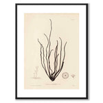 British Seaweeds 061 as a vintage illustration and poster from Historly – with white border without title