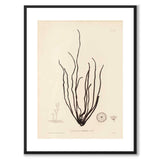 British Seaweeds 061 as a vintage illustration and poster from Historly – with white border without title