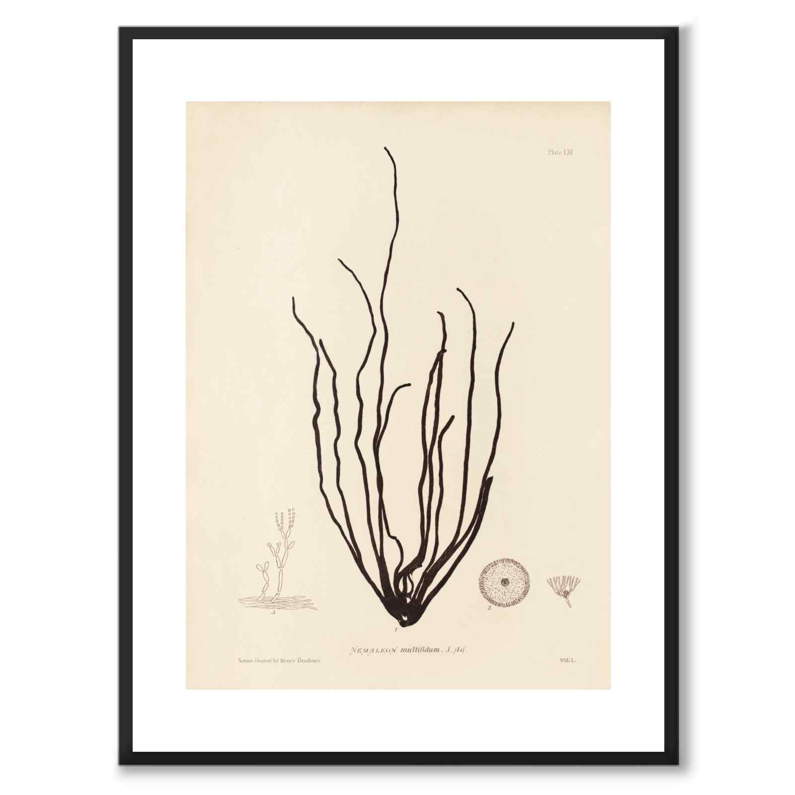 British Seaweeds 061 as a vintage illustration and poster from Historly – with white border without title