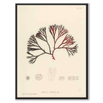 British Seaweeds 064 as a vintage illustration and poster from Historly – full image without white border