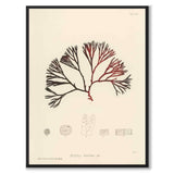 British Seaweeds 064 as a vintage illustration and poster from Historly – full image without white border