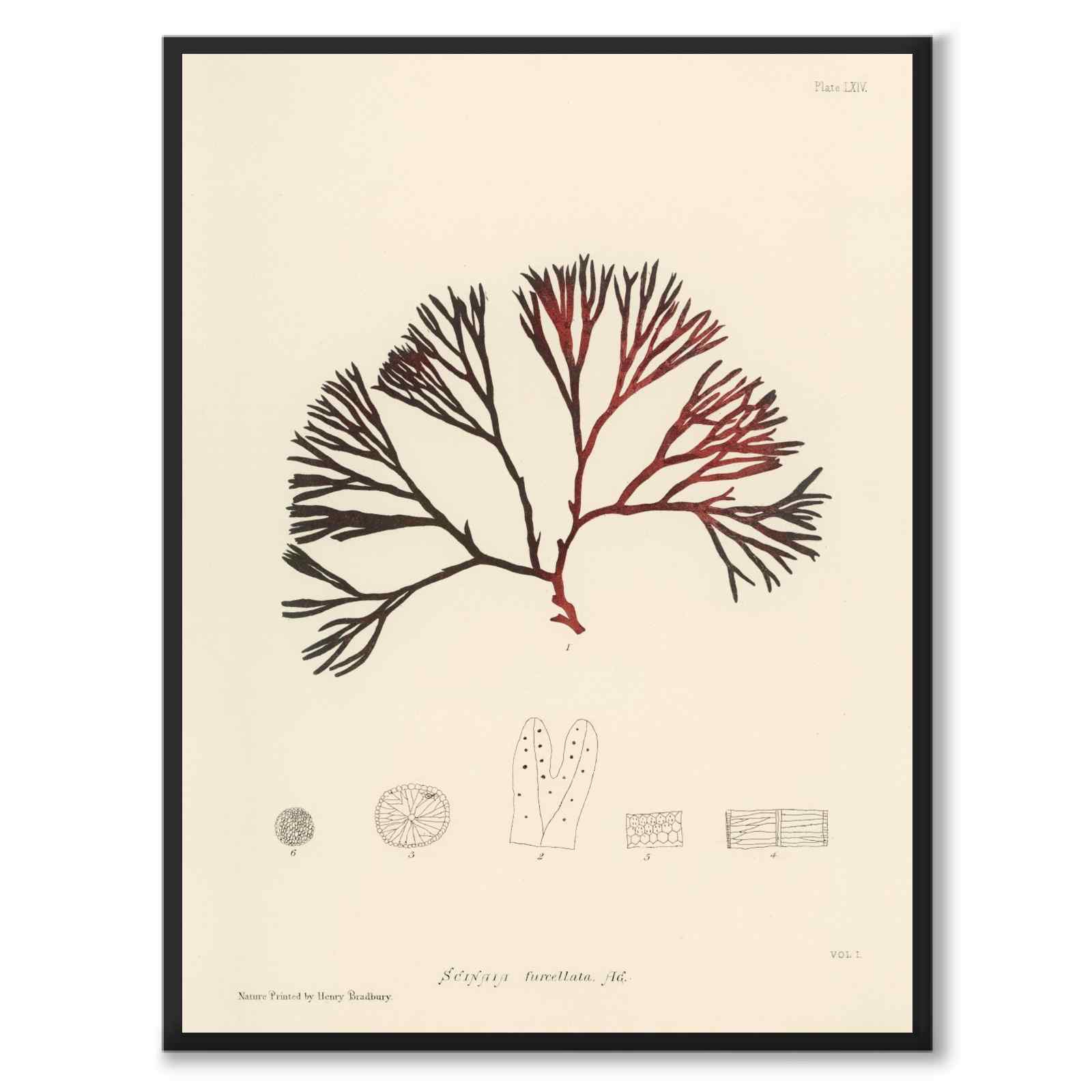 British Seaweeds 064 as a vintage illustration and poster from Historly – full image without white border