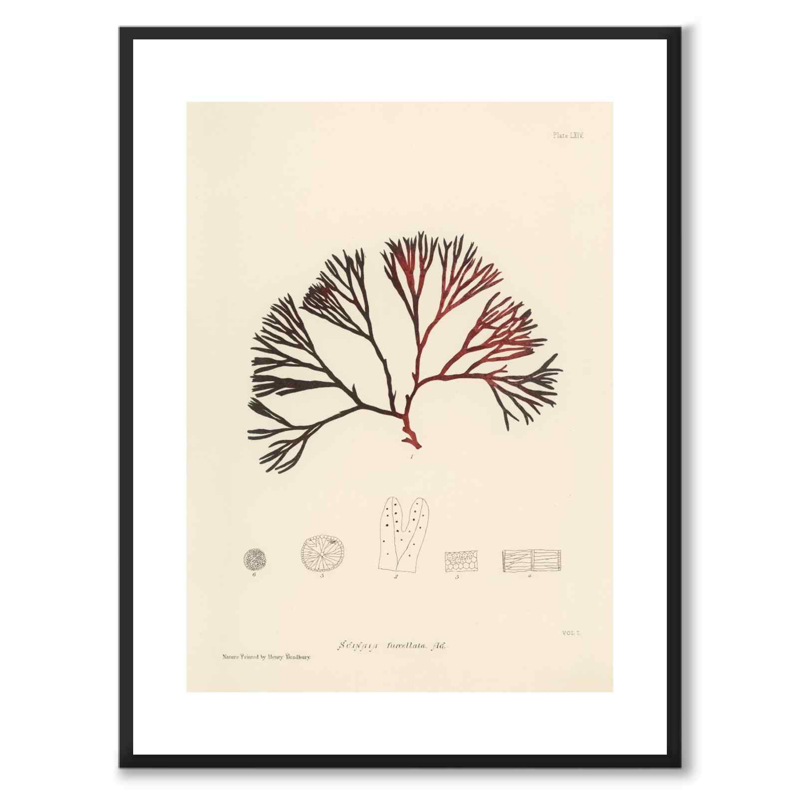 British Seaweeds 064 as a vintage illustration and poster from Historly – with white border without title