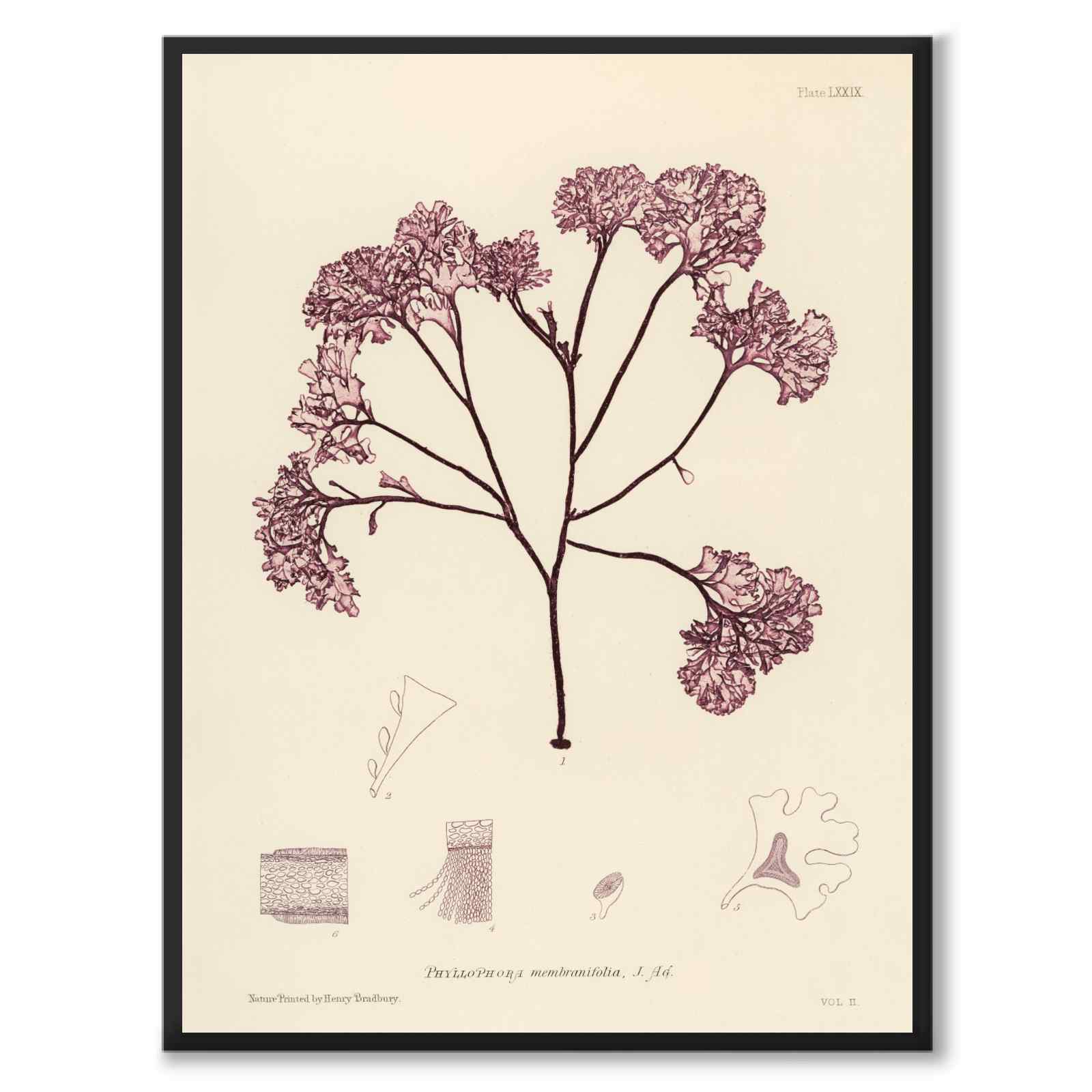 British Seaweeds 079 som vintageillustration och poster från Historly – helbild utan vit kant