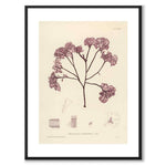 British Seaweeds 079 som vintageillustration och poster från Historly – med vit kant utan titel
