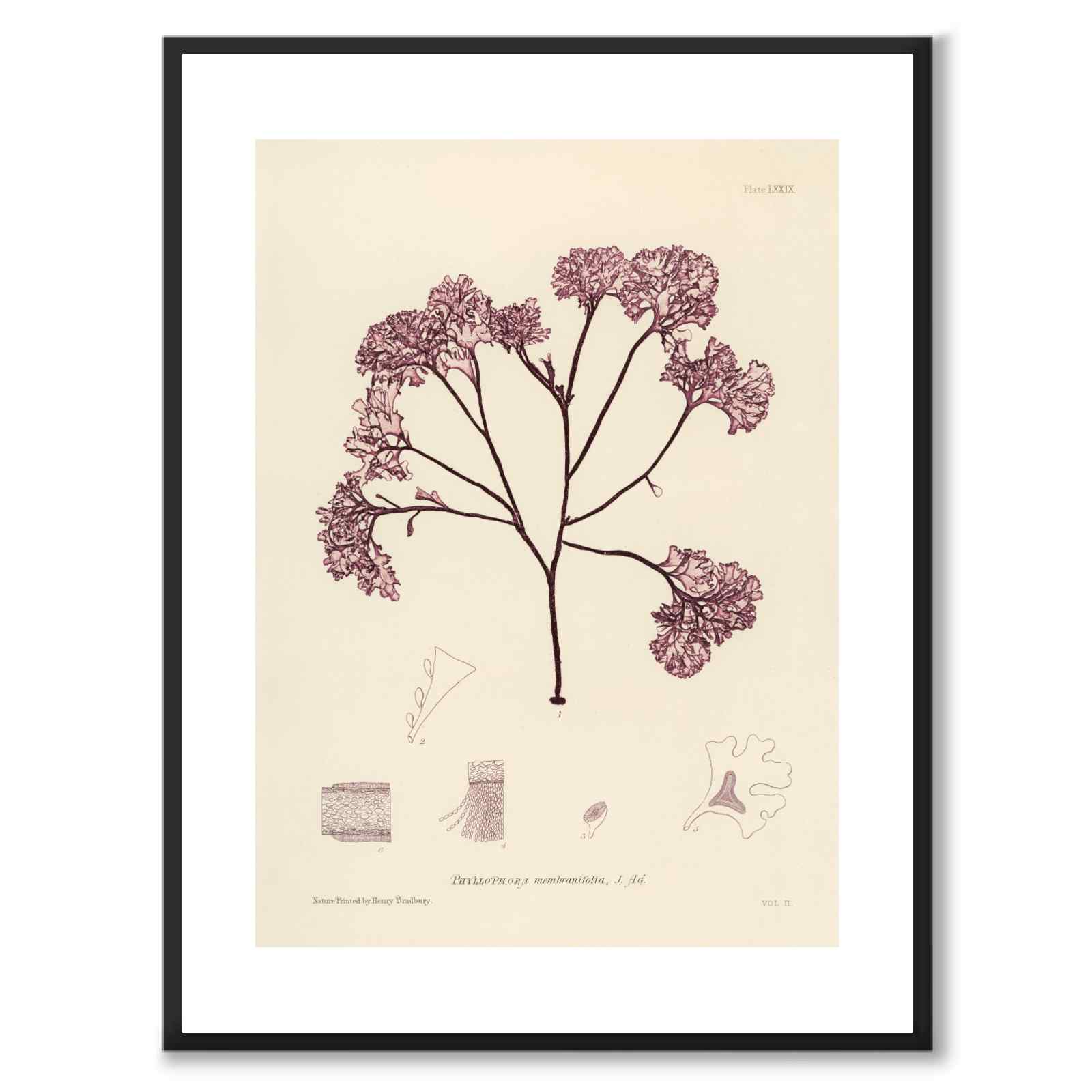British Seaweeds 079 som vintageillustration och poster från Historly – med vit kant utan titel