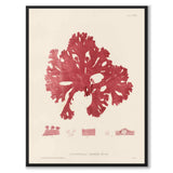 British Seaweeds 086 as a vintage illustration and poster from Historly – full image without white border