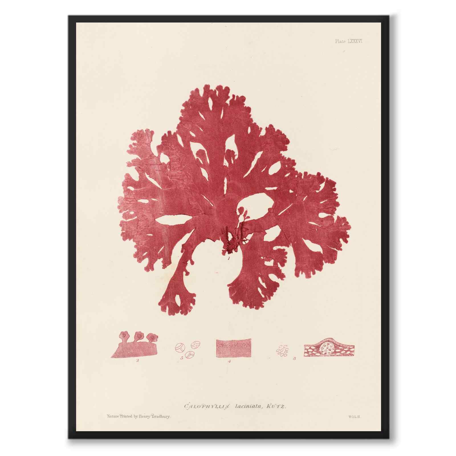 British Seaweeds 086 as a vintage illustration and poster from Historly – full image without white border