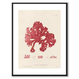 British Seaweeds 086 as a vintage illustration and poster from Historly – with white border and without title