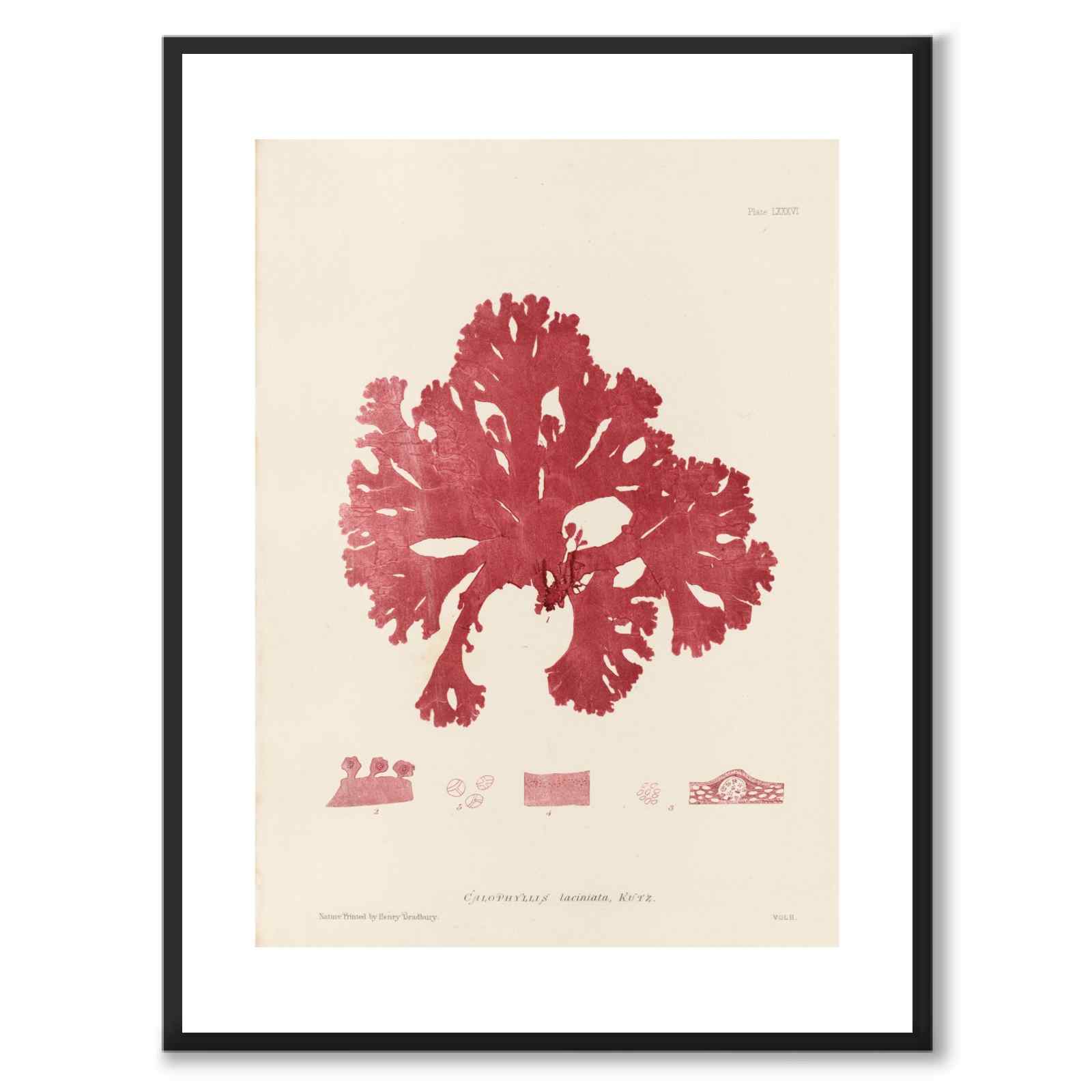 British Seaweeds 086 as a vintage illustration and poster from Historly – with white border and without title