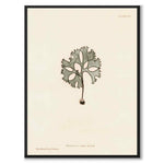British Seaweeds 091 as a vintage illustration and poster from Historly – full image without white border