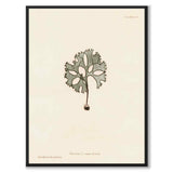 British Seaweeds 091 as a vintage illustration and poster from Historly – full image without white border