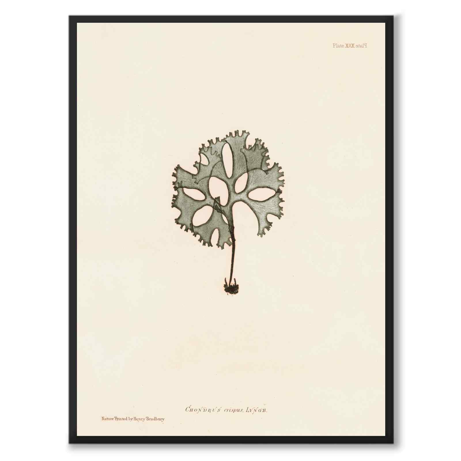British Seaweeds 091 as a vintage illustration and poster from Historly – full image without white border