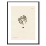 British Seaweeds 091 as a vintage illustration and poster from Historly – with white border and without title