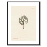 British Seaweeds 091 as a vintage illustration and poster from Historly – with white border and without title