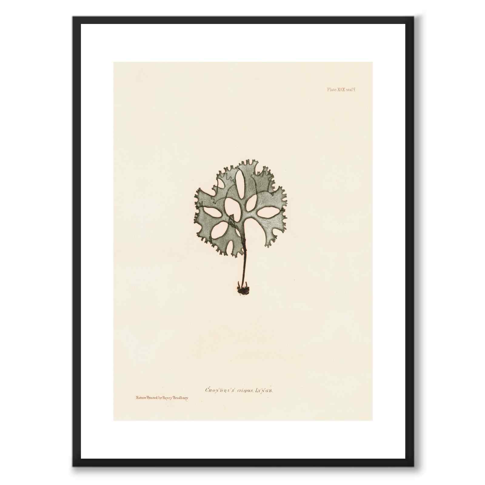 British Seaweeds 091 as a vintage illustration and poster from Historly – with white border and without title
