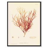British Seaweeds 092 as a vintage illustration and poster from Historly – full image without white border