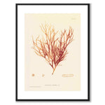 British Seaweeds 092 as a vintage illustration and poster from Historly – with white border without title
