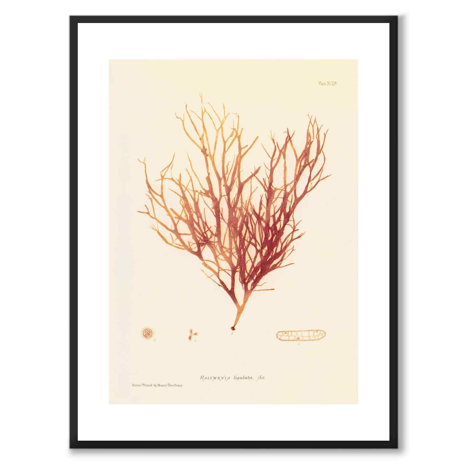 British Seaweeds 092 as a vintage illustration and poster from Historly – with white border without title