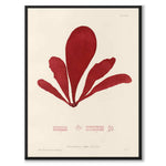 British Seaweeds 096 as a vintage illustration and poster from Historly – full image without white border