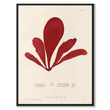 British Seaweeds 096 as a vintage illustration and poster from Historly – full image without white border