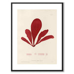 British Seaweeds 096 as a vintage illustration and poster from Historly – with white border without title