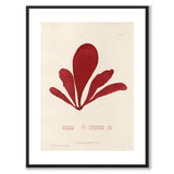 British Seaweeds 096 as a vintage illustration and poster from Historly – with white border without title