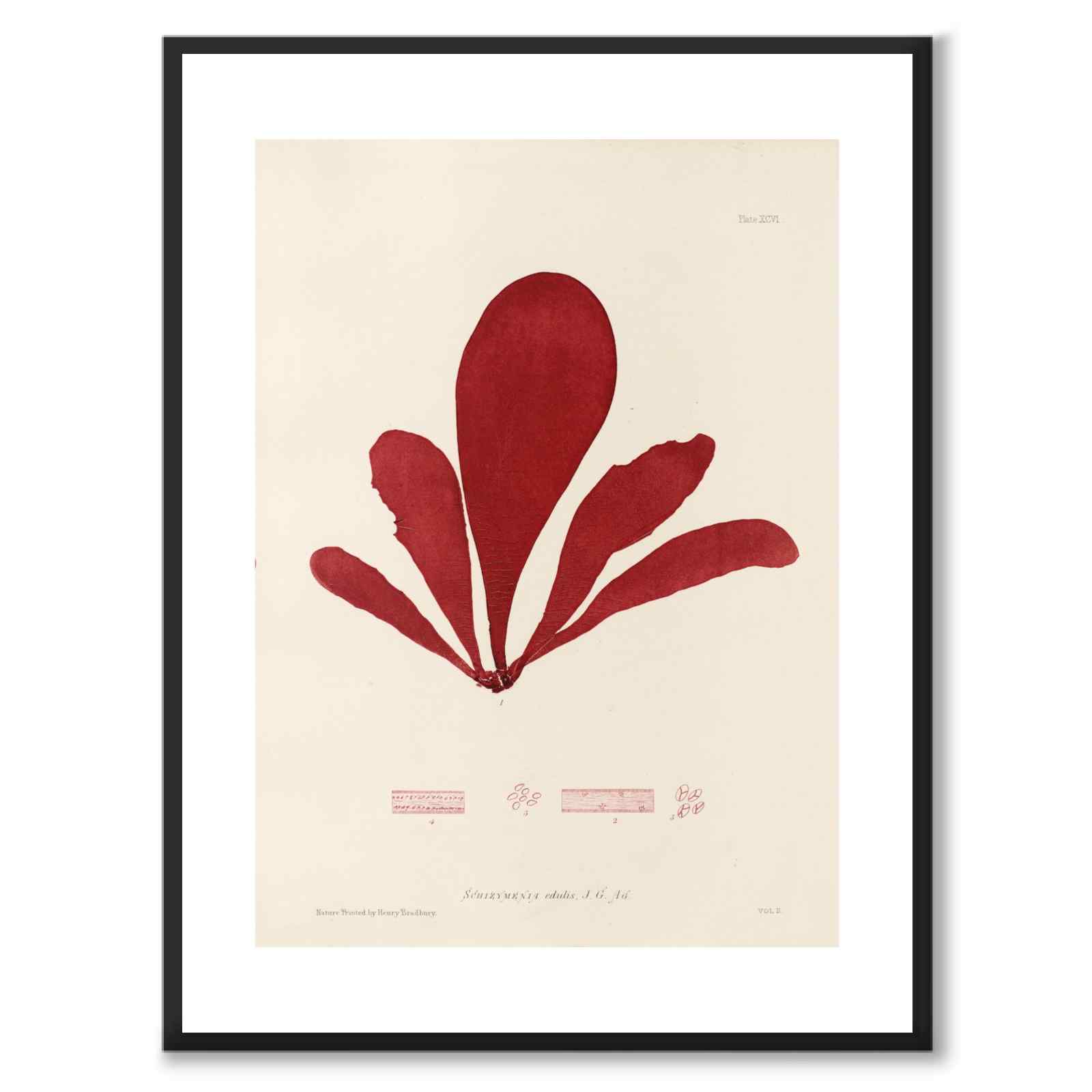 British Seaweeds 096 as a vintage illustration and poster from Historly – with white border without title