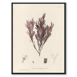British Seaweeds 105 as a vintage illustration and poster from Historly – full image without white border