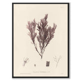 British Seaweeds 105 as a vintage illustration and poster from Historly – full image without white border