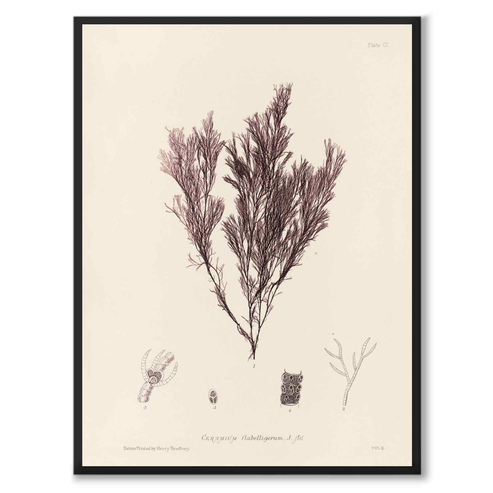 British Seaweeds 105 as a vintage illustration and poster from Historly – full image without white border
