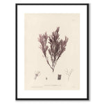 British Seaweeds 105 as a vintage illustration and poster from Historly – with white border without title