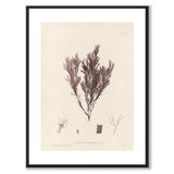 British Seaweeds 105 as a vintage illustration and poster from Historly – with white border without title