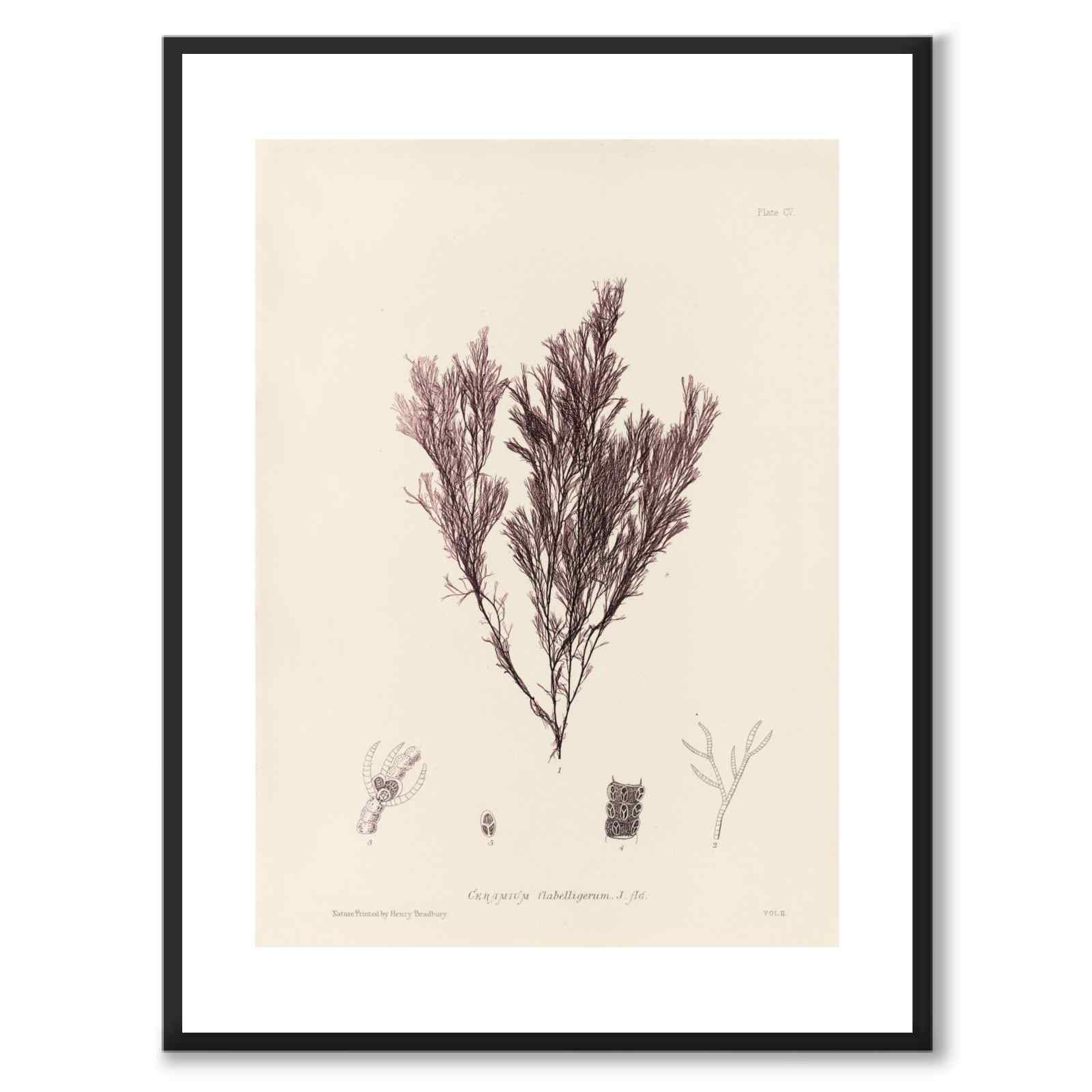 British Seaweeds 105 as a vintage illustration and poster from Historly – with white border without title
