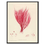British Seaweeds 115 as a vintage illustration and poster from Historly – full image without white border