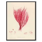 British Seaweeds 115 as a vintage illustration and poster from Historly – full image without white border